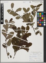 Foto von Salix aurita L.